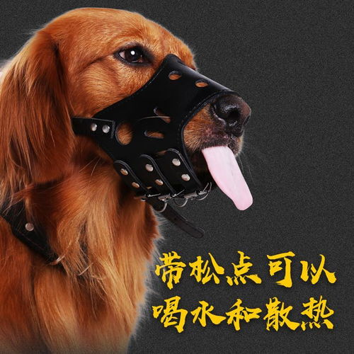 狗狗用嘴套與止吠器全解析｜防亂吃、圍叫、真愛護